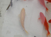 Gold fish