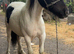 1 year old gelding