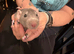 Adorable baby dumbo rats
