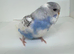 Beautiful baby budgies for sale