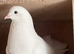 pair of fantail pigeons