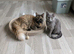 Maine coon kittens