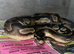 Female ball python 4 years old