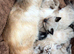 The "Heart-Melter" Stunning Ragdoll Kittens in Sutton Coldfield