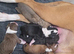 Mum is a spaniel cross staffy and Dad is a chocolate lab