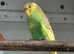 Baby Budgies for sale