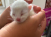 3 Beautiful Khao Manee-Type Kittens Looking for Loving Homes