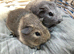 Pretty agouti baby boys