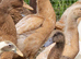 Buff Orpington young ducks