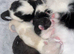 4 Beautiful kittens 2 girls 2 boys