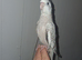 Cockatiels