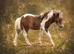Miniature Shetland colt foal