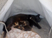 Beautiful kittens