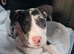 Female staffie cross for rehome