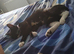 9 month old kitten female , to good home