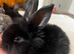 Beautiful mini lion lop bunnies