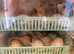 Pure buff Orpington’s