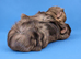 2 bonded Abby Guinea Pig sows