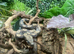 Motley Nicaraguan Dwarf Boa at Birmingham Reptiles