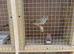 Pair of Zebra finches