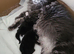 Maine coon male kitten