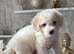 *REDUCED*READY TOMORROW 7th Cavapoochon pupps
