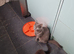 Main Coon x Russian Blue Kittens