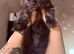 TICA registered Active female Maine coon kitten