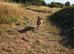 4yr old Terrier Boy