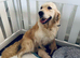 Golden Retriever Puppies 10 WEEKS OLD
