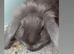 &pound;65 Rare female blue sint -niklaas mini lop