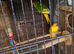 Kakarikis for sale