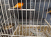 For Sale a pair of Red Canaries