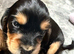 Beautiful Show × Working Cocker Spaniel Puppies