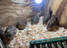 Quail Hatching Eggs