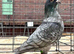 Rubella spread rare colour racing pigeons high quality
