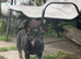 Female French bulldog