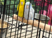 Baby parrotlets Glasgow