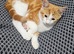 Kitten for sale