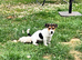 Jack baby looking for a new mama.