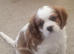 Cavalier king charles spaniel puppy - blenheim