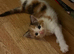 Calico kitten girl