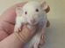 Male baby Dumbo Rats ready 30th oct