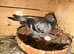 Racing pigeons