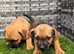 9 weeks old border terrier x jack Russell's pups