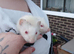 5 albino hob kits left 10 weeks old