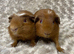 Adorable bonded baby guinea pigs. Available now!