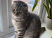 Scottish fold girl