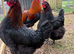 Mixed Pure Breed hatching chicken eggs - All Large fowl