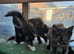 Mainecoon ×Siberian